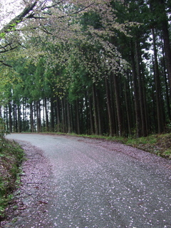DSCF0530.jpg