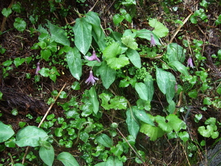DSCF0532.jpg