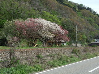 DSCF0777.jpg